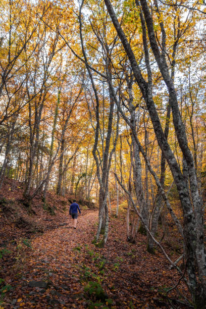 istock Woods in autumn, Umbria, Italy 2119452729