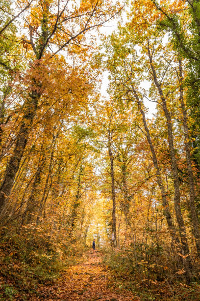 istock Woods in autumn, Umbria, Italy 2119453785
