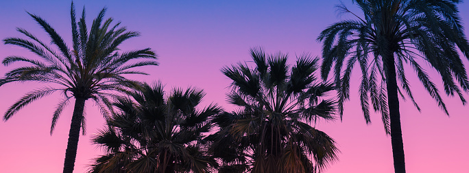 Palm tree against the sunset sky. Tropical evening landscape. Gradient color Horizontal banner