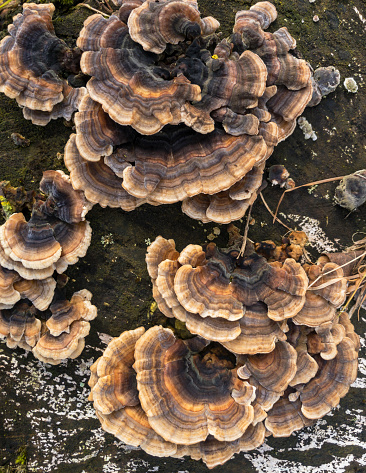 Turkey Tail Fungus. AKA Trametes Versicolor, Coriolus Versicolor and Polyporus Versicolor