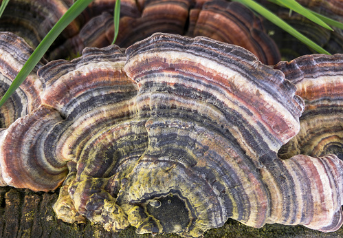 Turkey Tail Fungus. AKA Trametes Versicolor, Coriolus Versicolor and Polyporus Versicolor