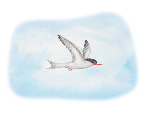 Watercolor illustration. Hand painted arctic tern on blue sky. Bird with spread white wings, feathers, red beak, black head. Flying seabird. Seagull, sterna. Bird in the air. Isolated animal clip art
