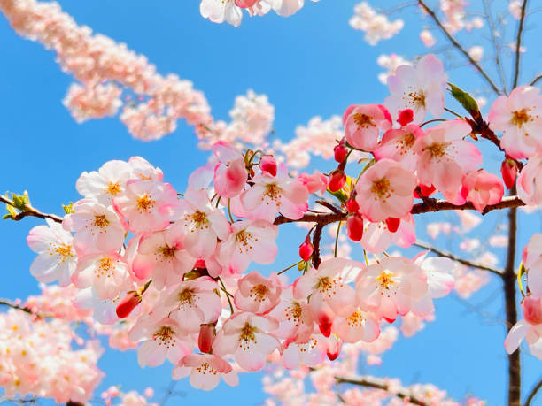 A close up of a flower with a pinkish hue. The flower is surrounded by other flowers, creating a beautiful and serene scene. Concept of tranquility and natural beauty