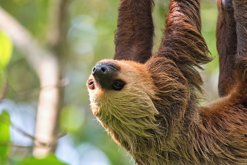 The Hoffmann's two-toed sloth (Choloepus hoffmanni), also known as the northern two-toed sloth. Species of sloth from Central and South America.