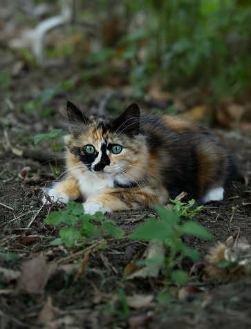 A kitten inside a forest in the north of Italy.