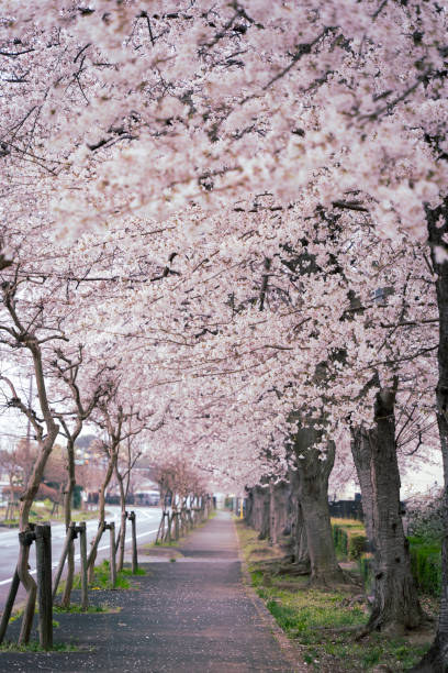 istock Row of cherry blossom trees in full bloom 2119548342