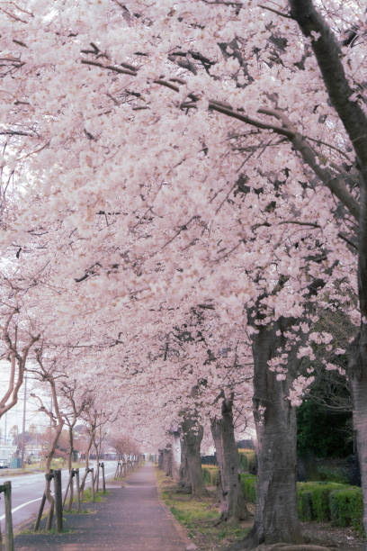 istock Row of cherry blossom trees in full bloom 2119550426