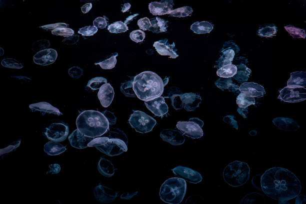 istock jellyfish in the aquarium 2119550427