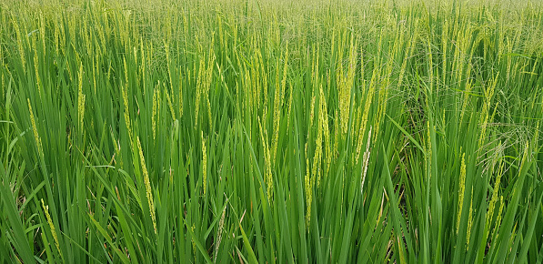 Green and beautiful paddy rice field, farming the rice, rice plantation, paddy plantation in asia