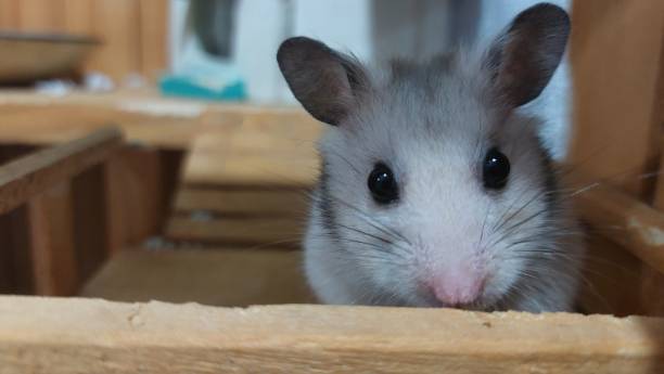 istock syriam hamster in the cage. 2119554090