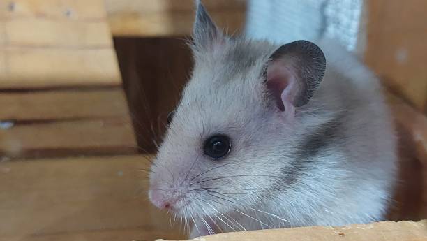 istock syriam hamster in the cage. 2119554097