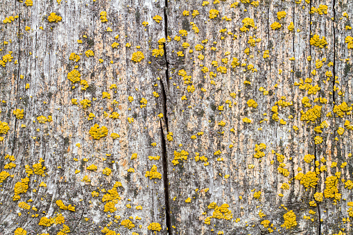 The texture of old wood covered with yellow lichen. A cracked old board.