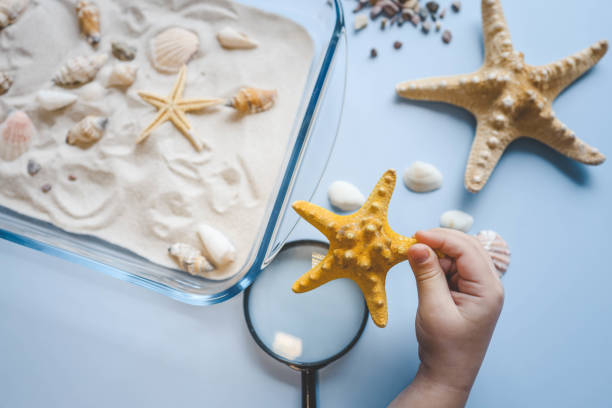 istock A child studies sand and shells, an idea for an activity with a child 2119591230