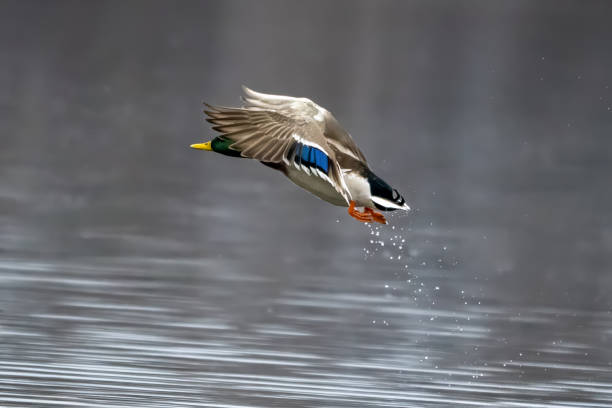istock Male mallard duck 2119592390