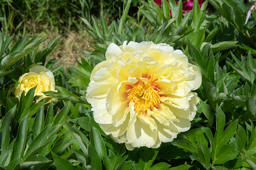 luxurious yellow tree peony flower against the background of green leaves. High quality photo