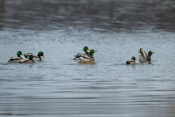 istock Large group of ducks on water 2119597616