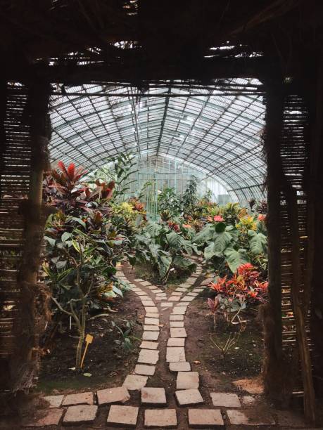 istock wood structure inside a greenhouse, metal and glass structure, plants 2119607495