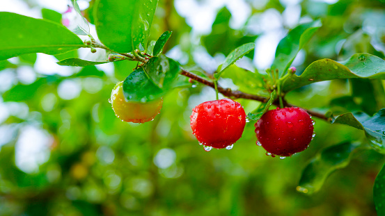 Fresh organic Acerola cherry.Thai or Acerola cherries fruit on the tree, high vitamin C and antioxidant fruits.