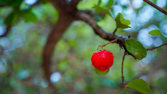 Fresh organic Acerola cherry.Thai or Acerola cherries fruit on the tree, high vitamin C and antioxidant fruits.
