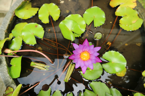 Purple waterlily flower (Teratai ungu) is floating in the small pot ceramic made of clay.