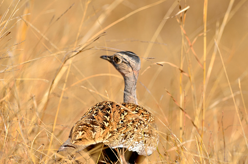 A type of bustard found in South Africa.