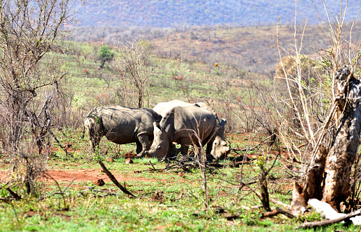A group of rhinos grazing.