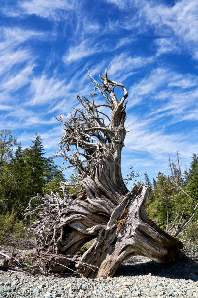 istock A unique uprooted tree trunk on a beach reaching for the wispy clouds in the bright blue sky. 2119641282