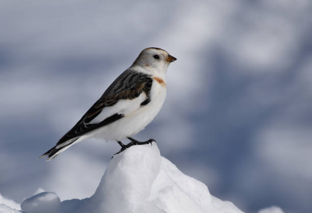 istock Un bruant des neiges 2119684510