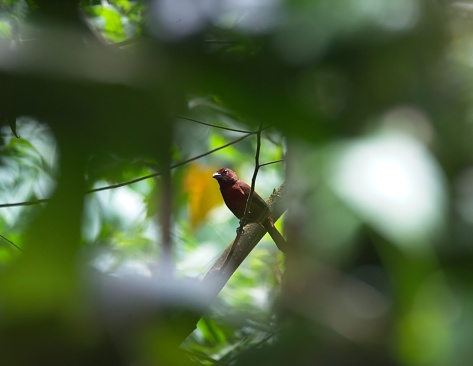 A Silver-beaked tanager poses in a window made from the foliage of the forest