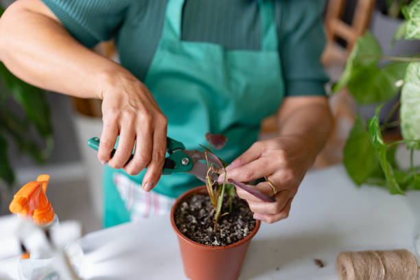 istock Mature  woman gardener using pruning shears on a home plant 2119719908