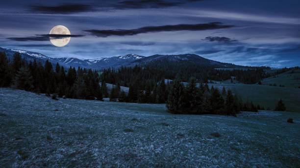 istock coniferous trees on a grassy meadow at night 2119723537