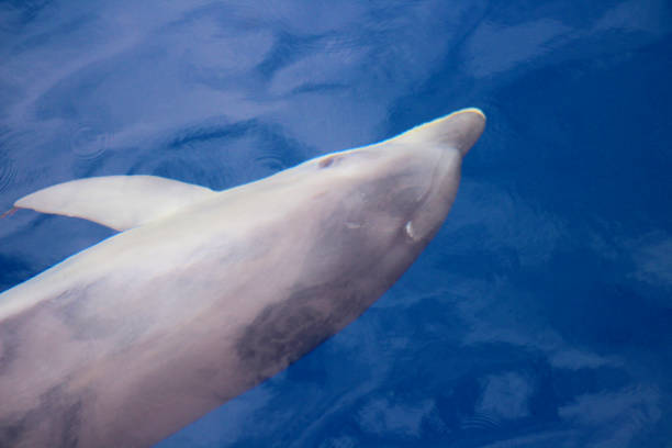istock dolphin in the water 2119725597