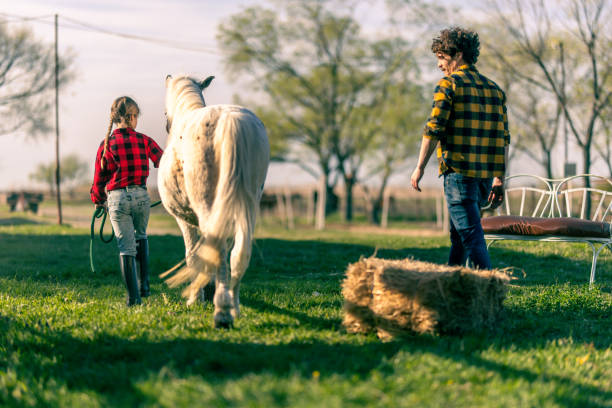 A goat standing on top of a pony's back on a meadow with a horse in front of a fence