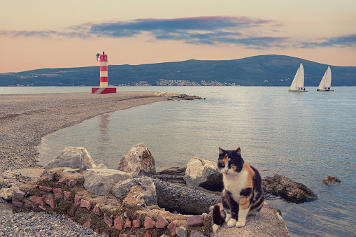 Pebble beach with lighthouse. Fluffy homeless cat sits on stones at sunset. Montenegro. Coast of Bay of Kotor