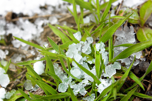 Hail on green grass after hailstorm. Concept of weather and meteorology. Natural phenomenons.