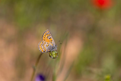 tiny dotted butterfly on yellow flower, Akbes hairstreak, Tomares nesimachus