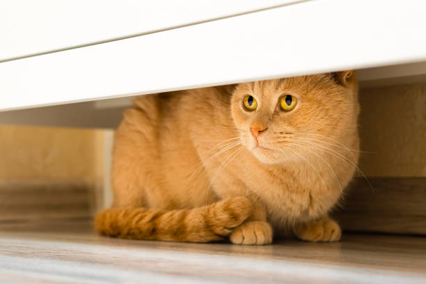 istock the cat hides under the closet from people. 2119750097