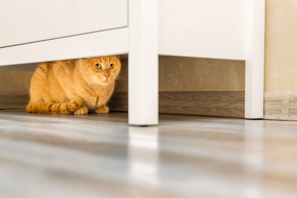 istock the cat hides under the closet from people 2119753316