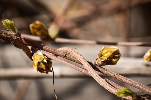 Yet to bloom wisteria flower buds
