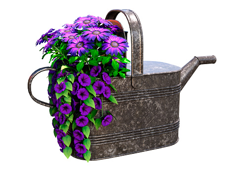 3D rendering of an old watering can with purple Osteospermum or African daisy flowers isolated on white background