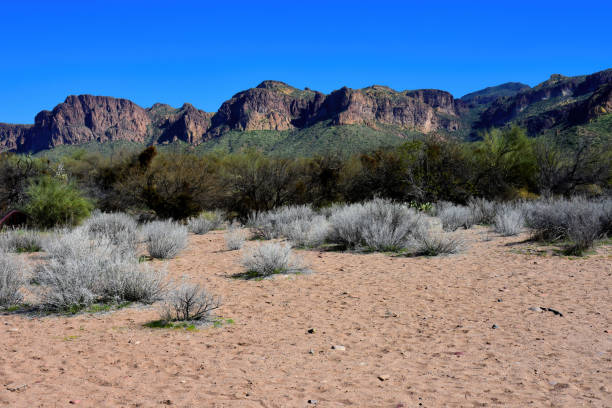 istock Salt River Recreation Area Arizona 2119762909