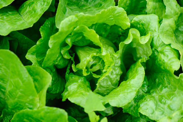 istock Green lettuce in growth at vegetable garden 2119764670