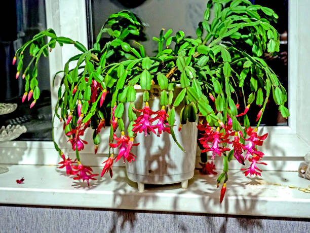 istock Blooming Christmas cactus in a pot on the windowsill 2119772081