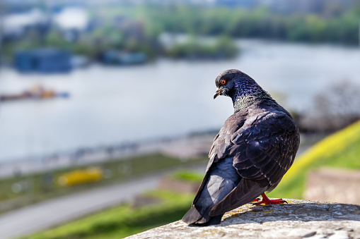 a dove on the wall looks at Belgrade in the spring from the side of the fortress