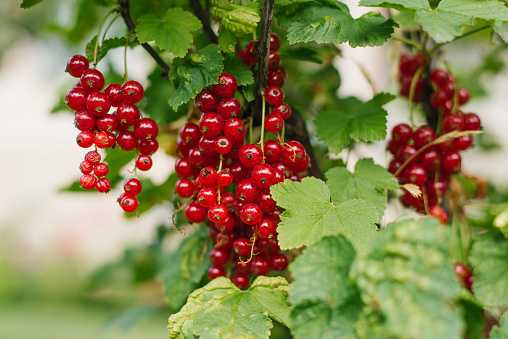 Juicy ripe red currant berries in summer in the garden