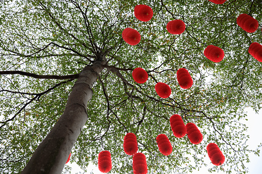 View of green tree decorated with traditional red lanterns for celebrating the Chinese spring festival
