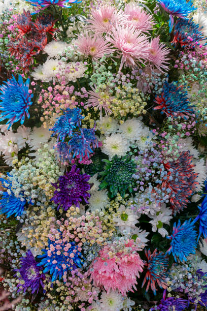 istock Beautiful background of asters. 2119787257