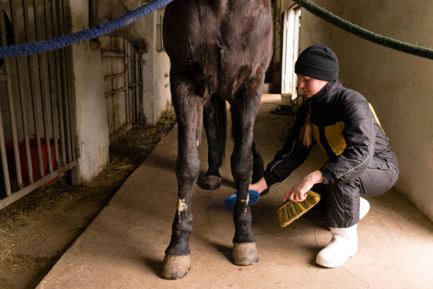 istock Person brushing horse's legs in stable 2119795659