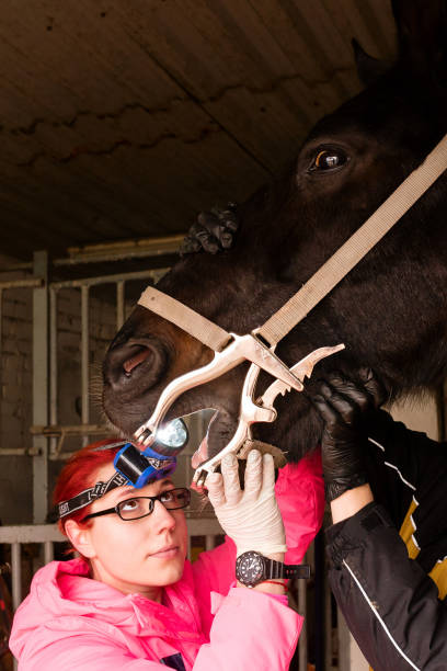 vet inspecting horse's teeth with dental tool - yawner foto e immagini stock