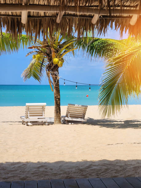 caribbean beach background - beach palm tree island deck chair - fotografias e filmes do acervo